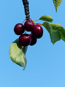 Cherry, Sweet cherry, röd, frukt, friska, lämnar, gren