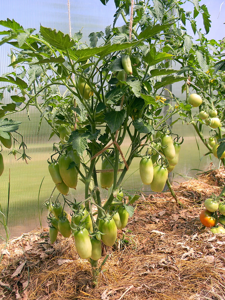 greenhouse, tomatoes, nutrition, food, vegetarianism, vegetables, use