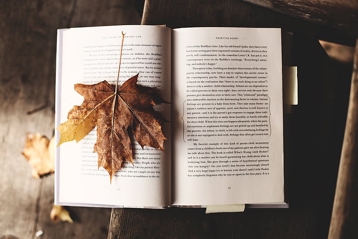 đọc, Thiên nhiên, văn học, lá, mùa thu, mùa thu, kiến thức