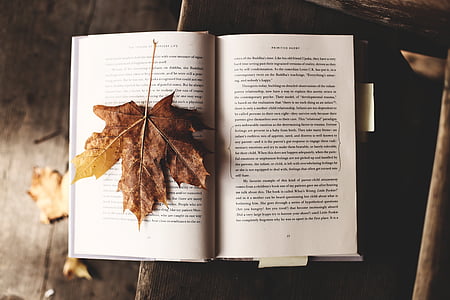leer, naturaleza, literatura, hoja, otoño, caída, conocimiento