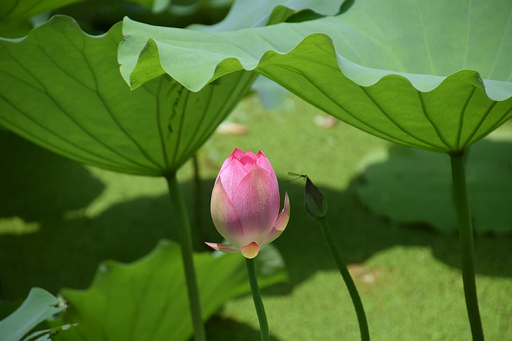 Lotus, dīķis, rozā, ezers, ziedu ūdens