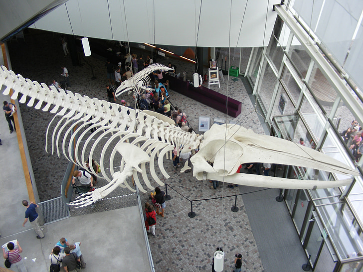 Stralsund, Ozeaneum, esqueleto de ballena, hall de entrada