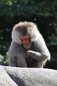baboon, monkey, animal, sit, examine, grey, zoo