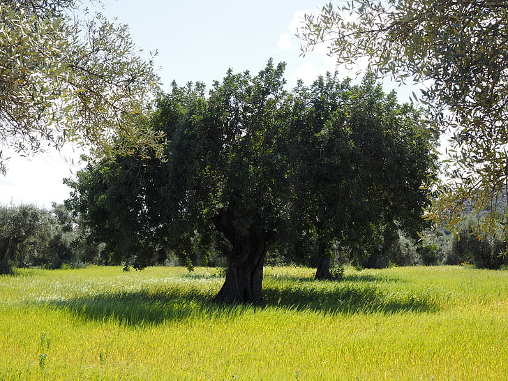 oliivipuu, oliiviistanduse, Plantation, puu, oliiviõli Aed, oliivisalude, istutamine