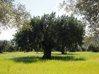 albero di ulivo, piantagione di ulivi, piantagione, albero, giardino degli ulivi, uliveto, impianto