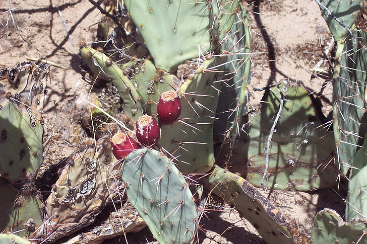 Cactus, taggig-pear, Thorn, vegetation, saftiga, öken