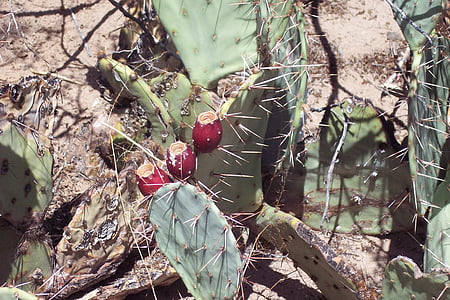 kaktus, pichlavý hrušky, Thorn, vegetace, Sukulentní, poušť