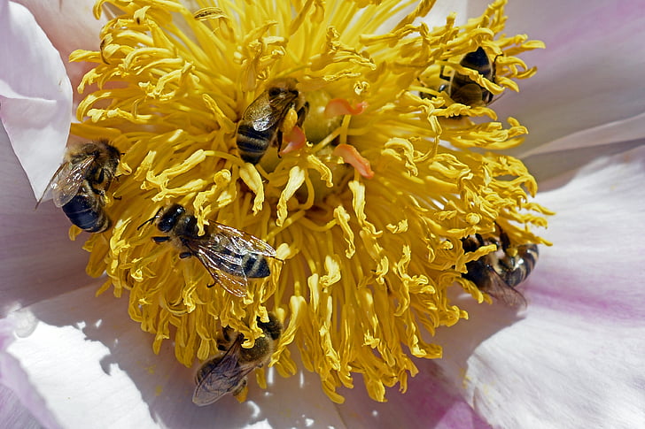 bitės, žiedadulkių, žiedų, žydėti, bijūnas, gėlė, geltona