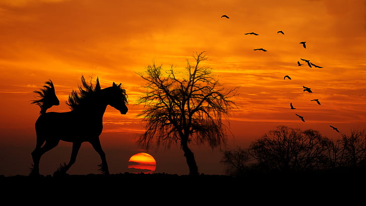 horse, arab, sunset, wood, shrubs, trot, birds silhouettes