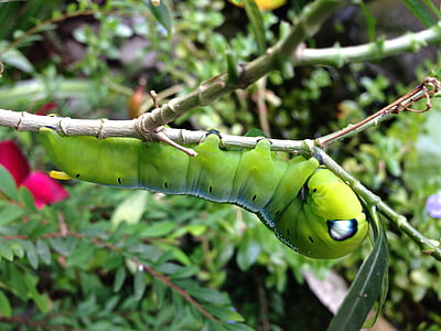 caterpillar, green, plant, nature, garden, outdoors, cute