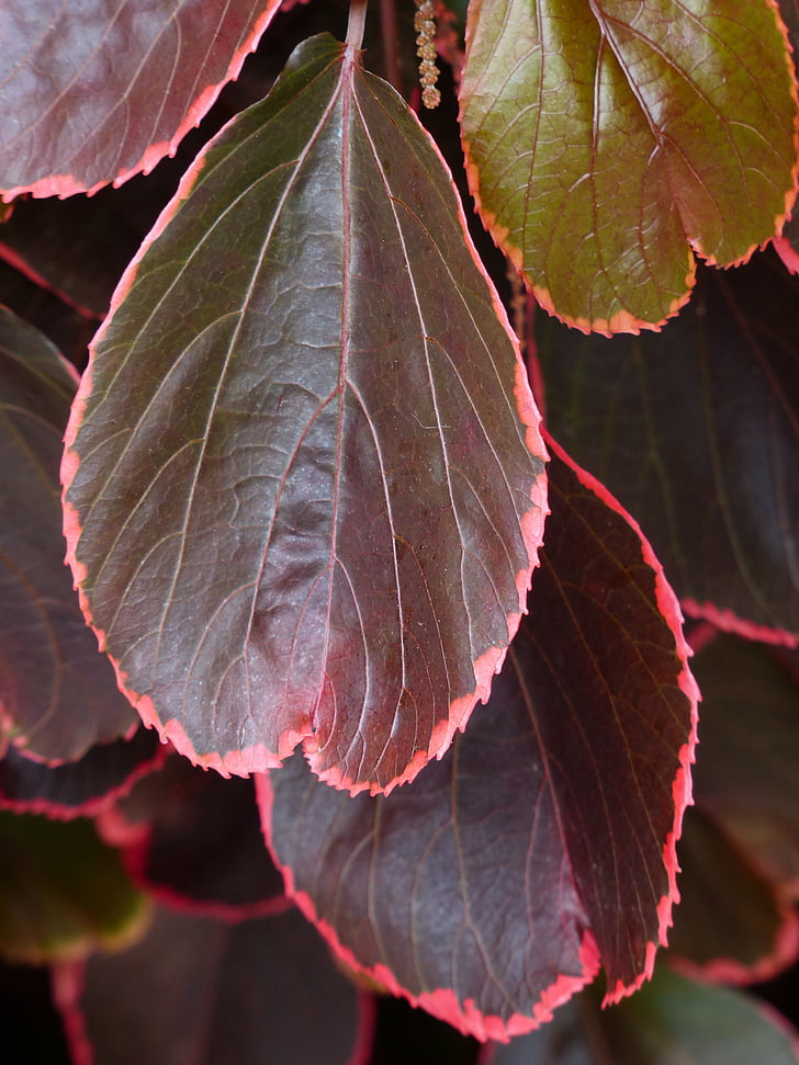 Bush, folhas, vermelho, vinho tinto, avermelhado, Acalypha wilkesiana, margeadas