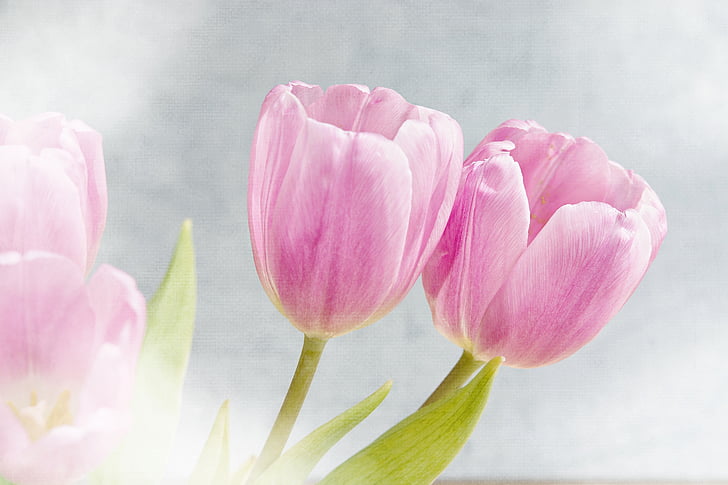 flores, tulipas, -de-rosa, flores cor de rosa, concurso, romântico, flores da Primavera