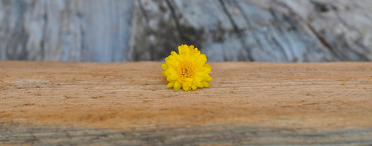 crisantemo, amarillo, madera, madera - material, naturaleza, flor, fondos