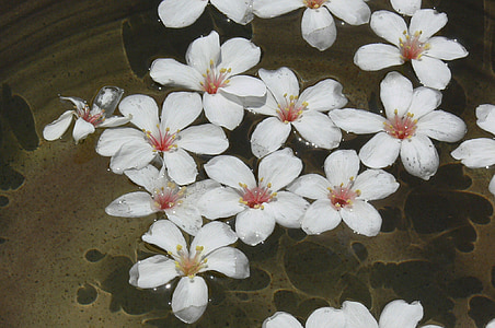 kwiat, Indusu, Wu yuexue