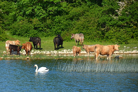 крави, лебед, природата, река, крава, банка, пейзаж