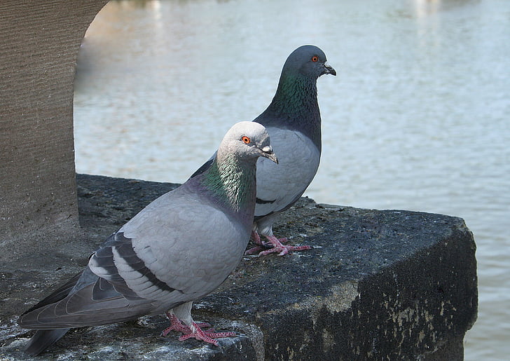 pigeons, bird, eye, animal, water, dove, gray