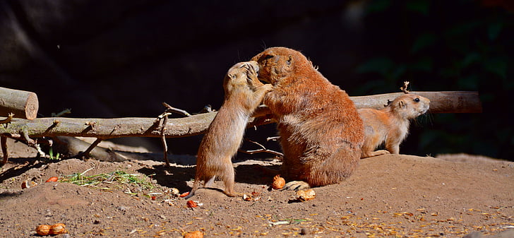 prairie dog, animal, rodents, sweet, curious, small, animal world
