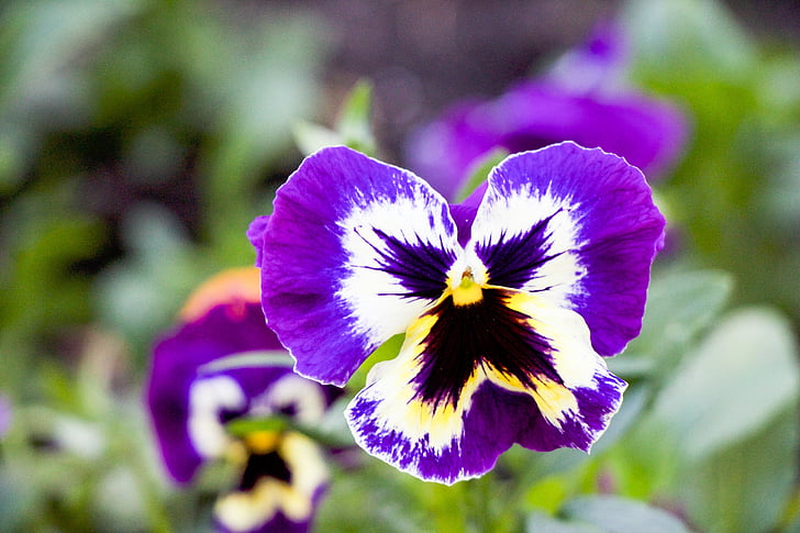 purple pansy, flower, bloom, nature, spring, purple, pansy