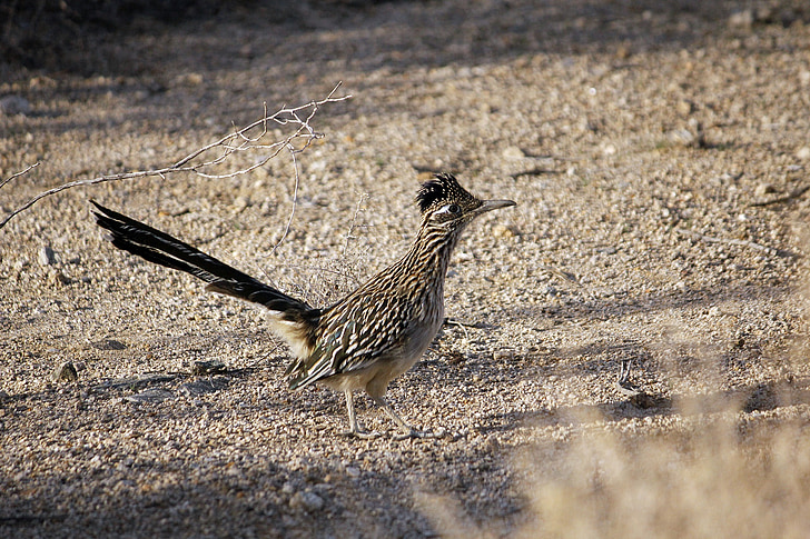 Roadrunner, pták, Chaparral, země cuckoo, rychlý, běh, geococcyx