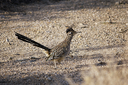 Roadrunner, con chim, Chaparral, chim cu đất, nhanh chóng, chạy, geococcyx
