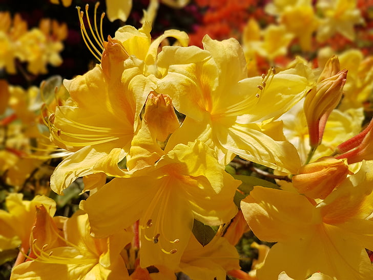 flowers, spring, azalea, azaleas, yellow