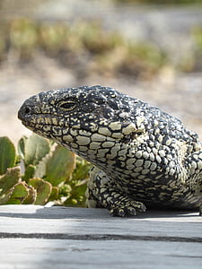 lizard, blue tongue, shingleback, tiliqua rugosa, australian, reptile, wildlife