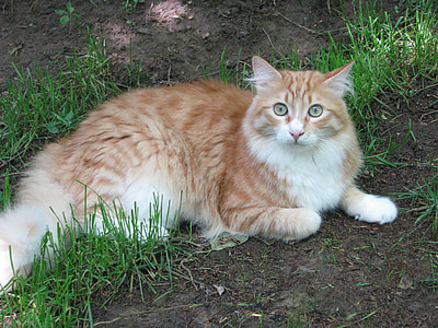 chat, rouge, animal de compagnie, Maine, Coon, jardin, vert