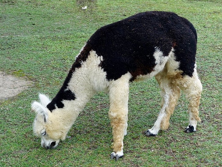 alpaca, woolly, llama, furry, domesticated, cashmere, outdoors