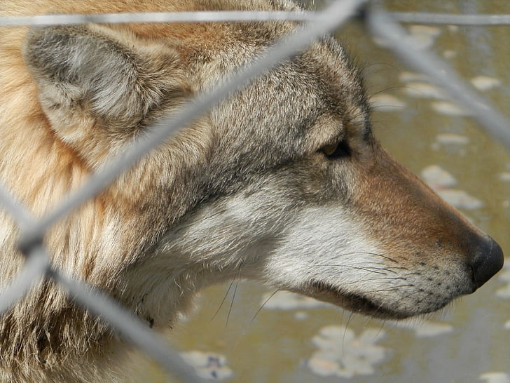 sở thú, sói, đóng cửa, lưới điện, động vật ăn thịt, động vật hoang dã, động vật