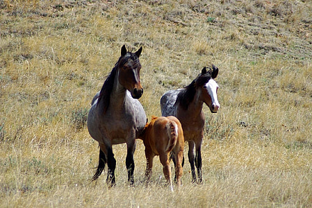 Feral hevoset, Wild, kävely, Panorama, maisema, alue, karjan