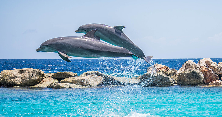 Delfine, Aquarium, springen, Fisch, Tier, Ozean, Wasser