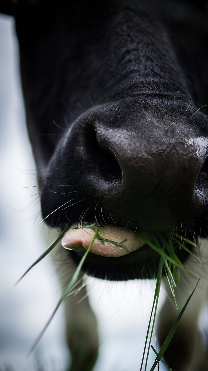 pertanian, hewan, betis, mengunyah, dekat, Close-up view, sapi