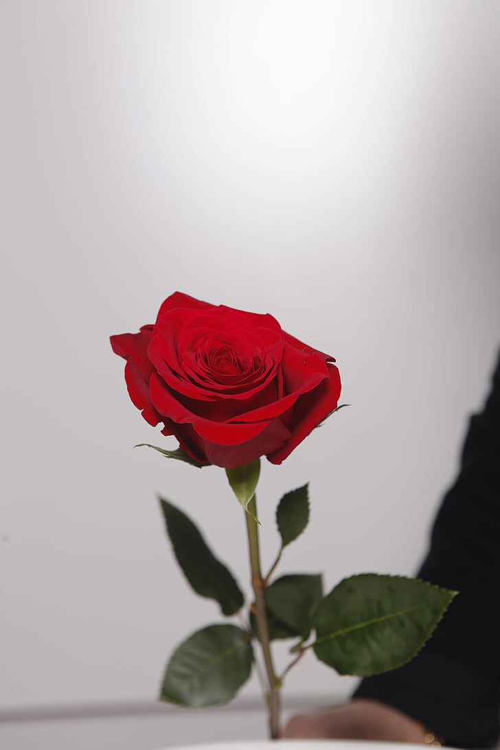 kvet, Rosa, červená, kvety, červená ruža