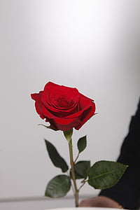 kukka, Rosa, punainen, kukat, punainen ruusu