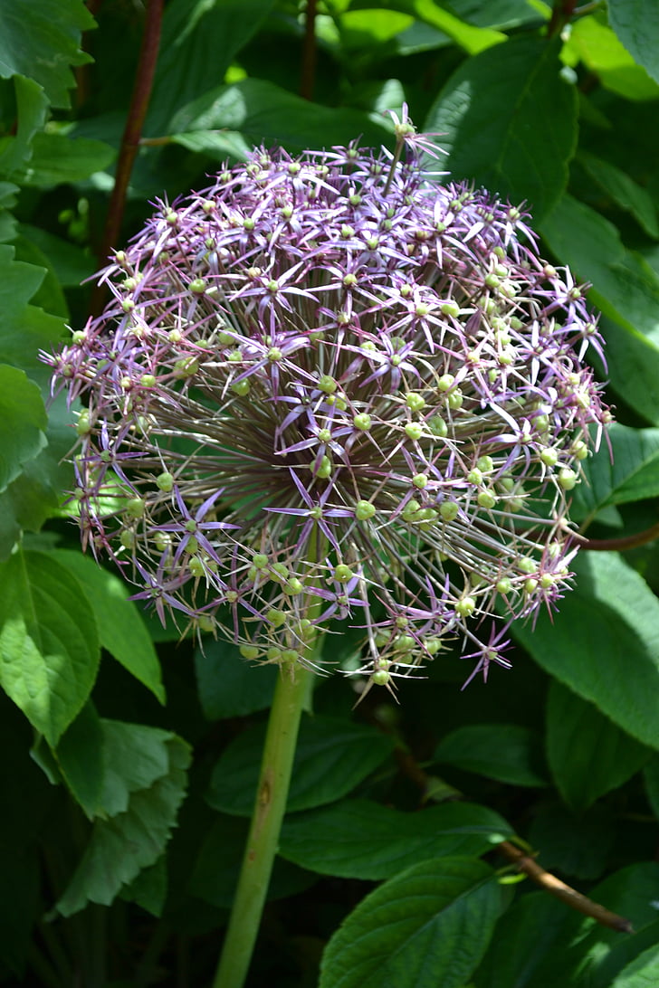 Allium, seedhead, flor, bola, planta, ornamentais, natureza