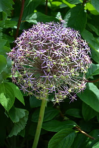Allium, seedhead, blomst, ballen, anlegget, dekorativ, natur