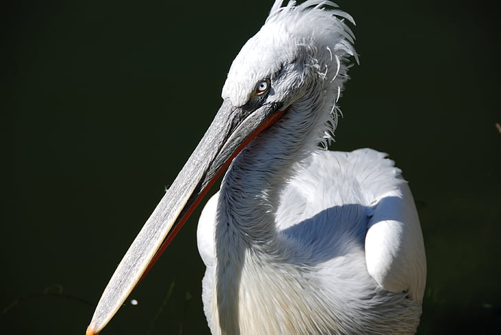 Pelikan, uccello acquatico, animale, vista
