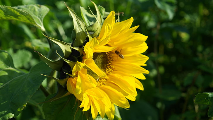Sun flower, Slunečnice, květiny, léto, žlutá, Helianthus, slunce