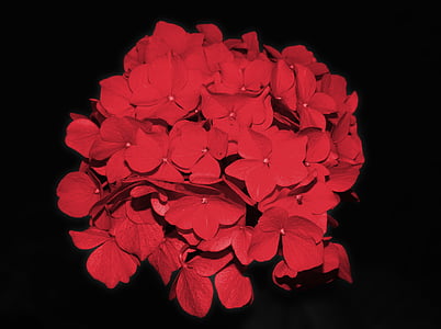 hortenzie, květ, Bloom, květ, zahradní rostlina, červená, Krásné