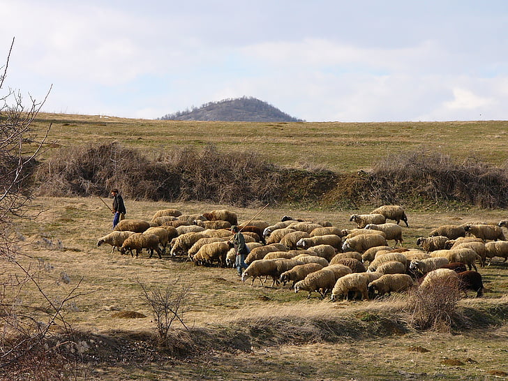 Bulgária, montanha, ovelhas, rebanho, pastores, pastores, natureza