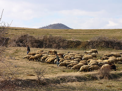 Bułgaria, góry, owiec, stado, Pasterze, Pasterze, Natura