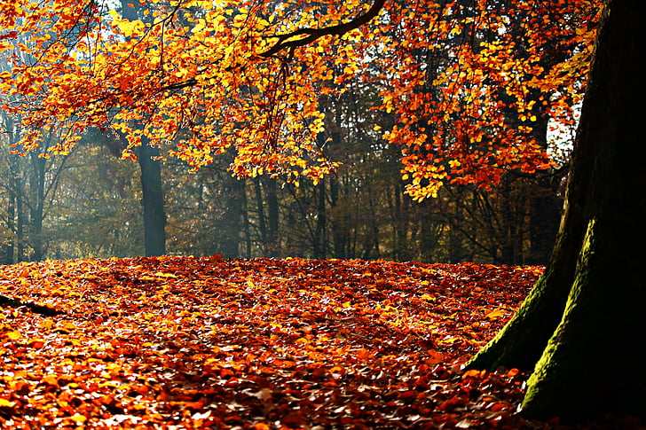 autumn, fall foliage, leaves, park, sun, forest, colorful