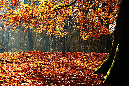 autunno, fogliame di caduta, foglie, Parco, sole, foresta, colorato