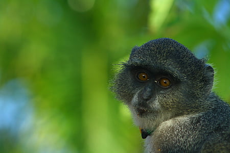 Ζανζιβάρη, μαϊμού, πράσινο, ζώο, άγρια φύση, θηλαστικό, φύση