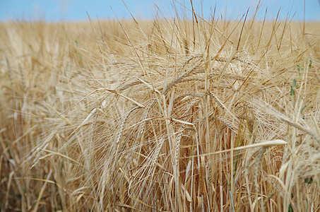 зърното, поле, овес, ечемик, един път, природата, хляб