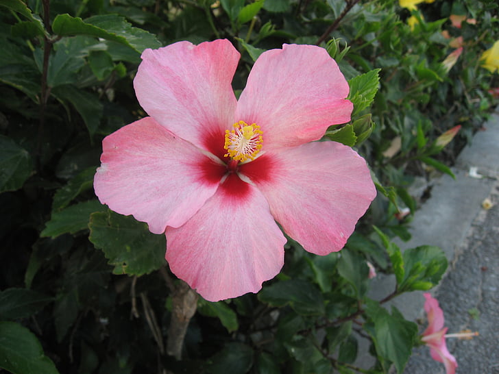 Hibiscus, Ishigaki island, Insulele Minore ale SUA, roz, flori, verde, mare