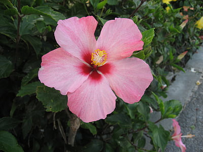 Hibiscus, Ishigaki sala, aizjūras teritorijas, rozā, ziedi, zaļa, liels