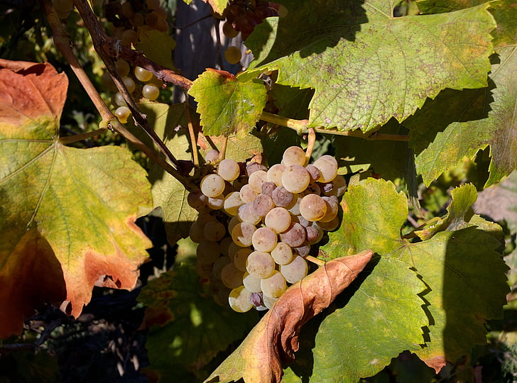 wine, grapes, harvest, food, nature, vineyard
