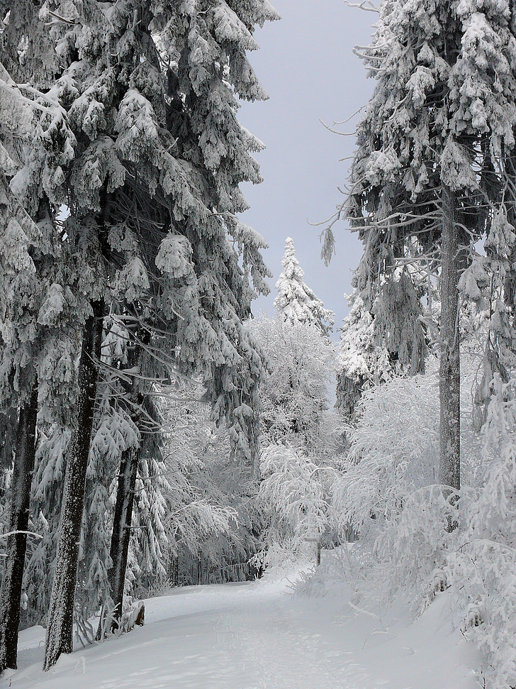 winter, snow, ice, cold, wintry, white, tree
