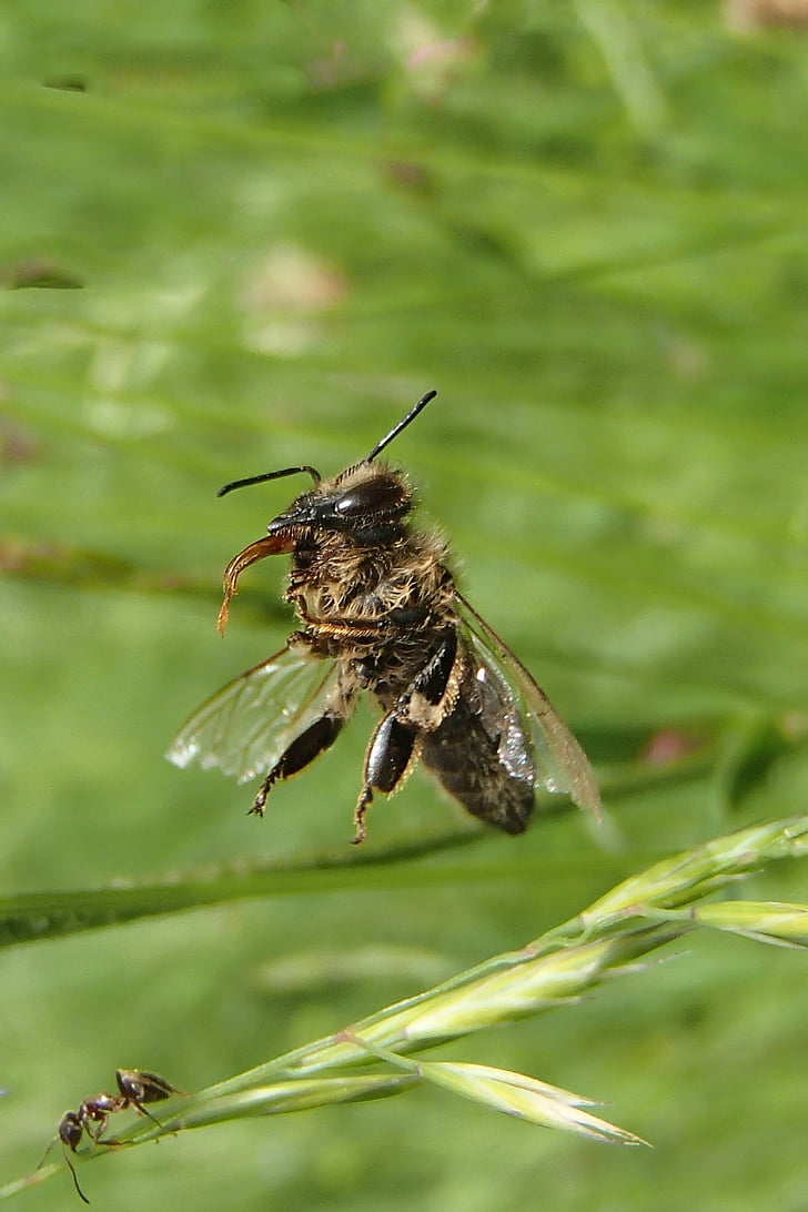 abeille, nature, macro, insecte, animal, gros plan, pollinisation